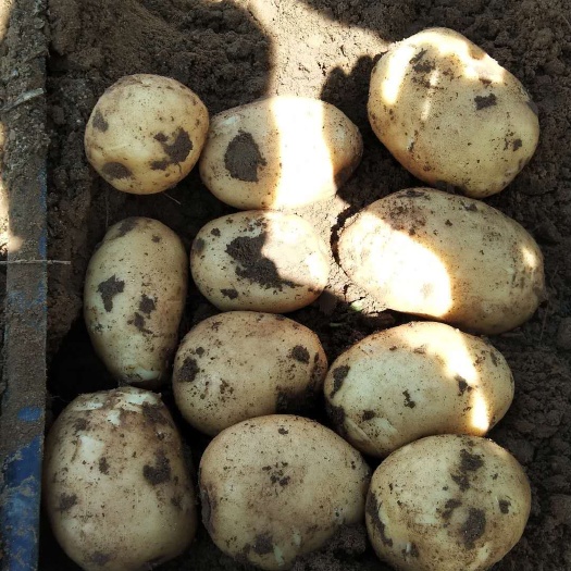 邹城市内蒙优质土豆大量上市，可提供干洗、水洗、翻包、码面按要求加工