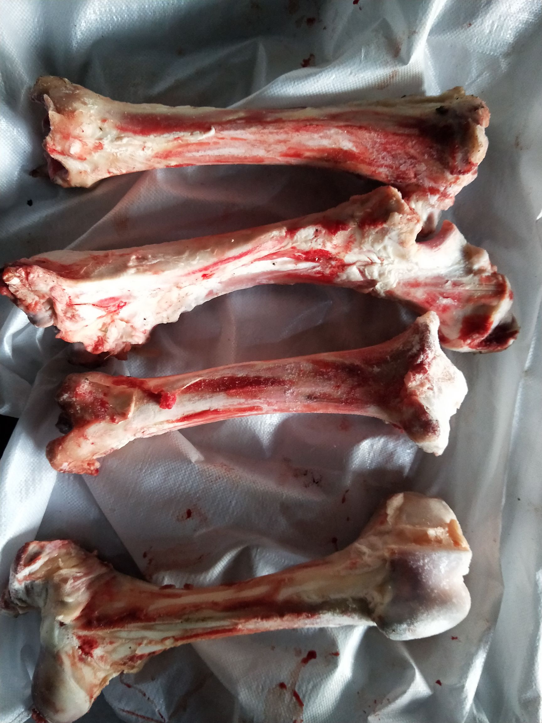 国产新鲜牛棒骨，熬汤烤牛骨