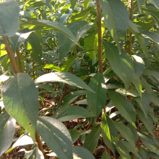 蜂糖李树苗  蜂糖李 嫁接苗 基地值销