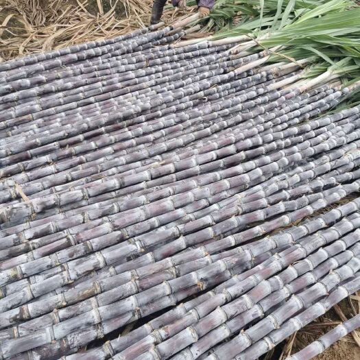 博白县甘蔗，黑皮甘蔗，脆甜可口，量大从优，基地直供