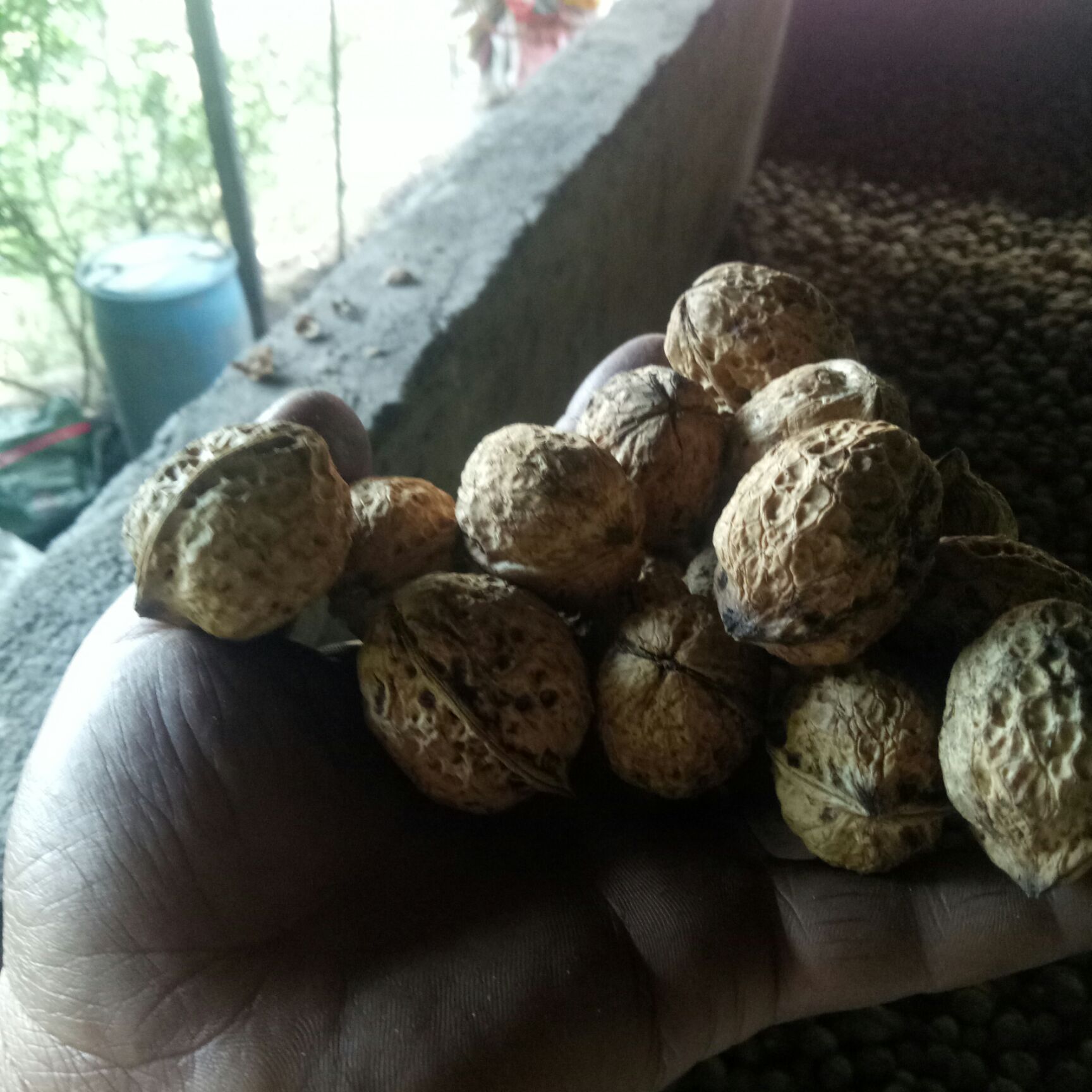 薄皮核桃 云南大理祥云纸皮核桃，核桃仁