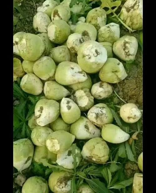 长春芥菜头 日本光头芥菜大量上市中质量好个头均匀，大量有货