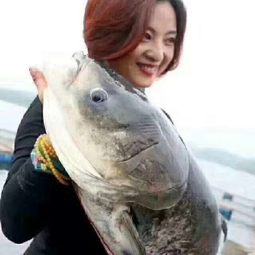 徐州雄鱼 花鲢