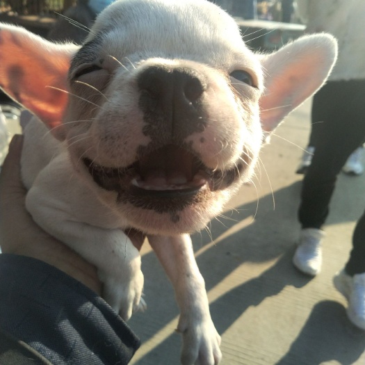 宿州会笑的法斗，法国斗牛犬，小型犬种，萌宠可爱！