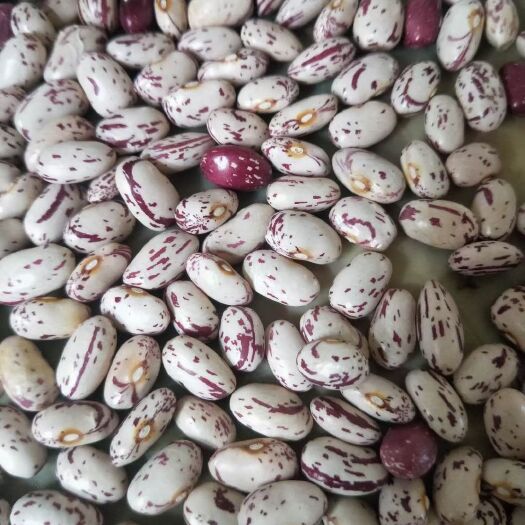 大连品奶花芸豆精选