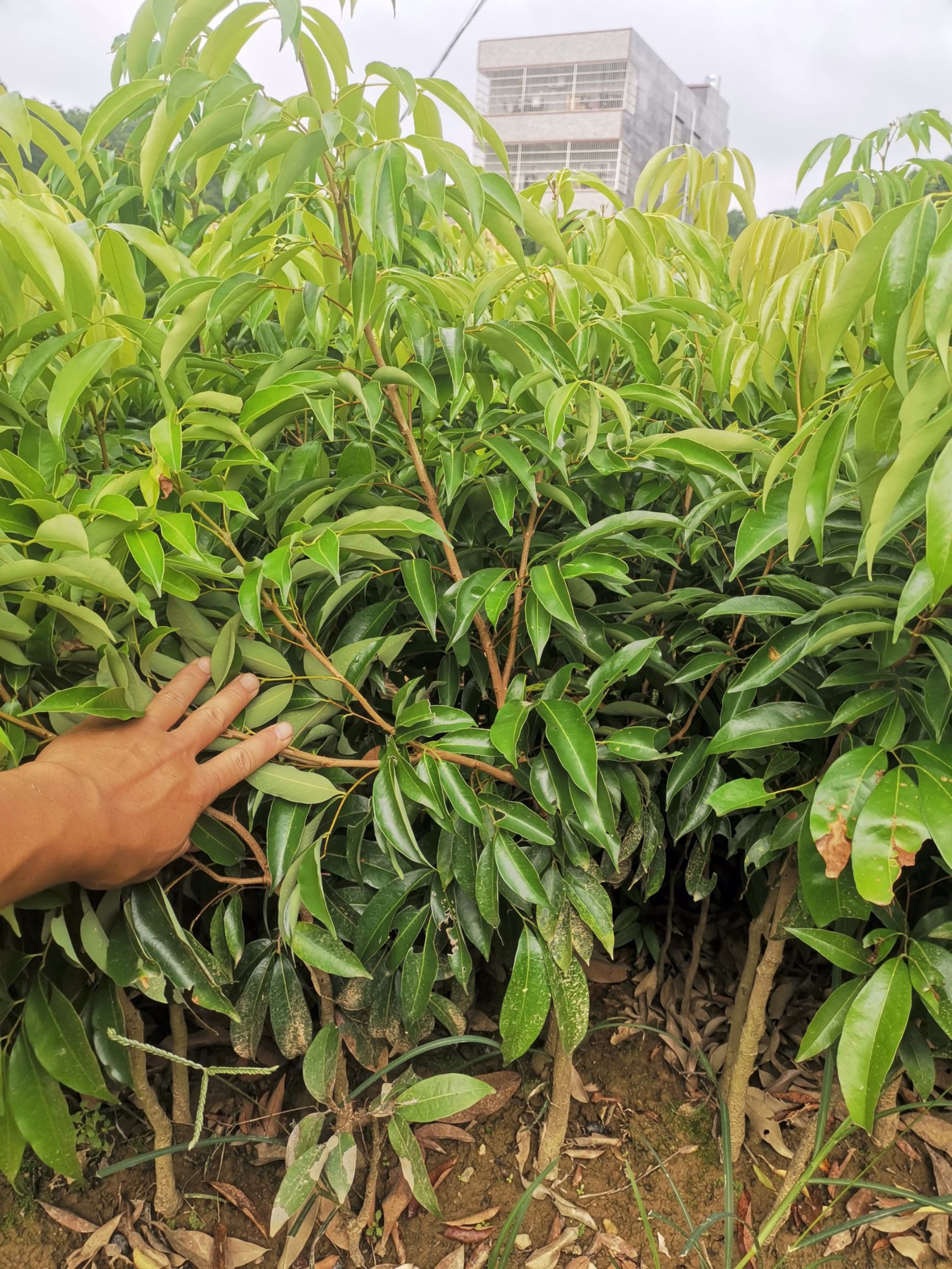 桂味荔枝苗带土带叶