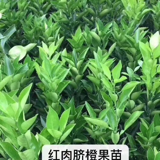 灵山县卡拉卡拉红肉脐橙苗 杯苗袋苗 0.5~1米