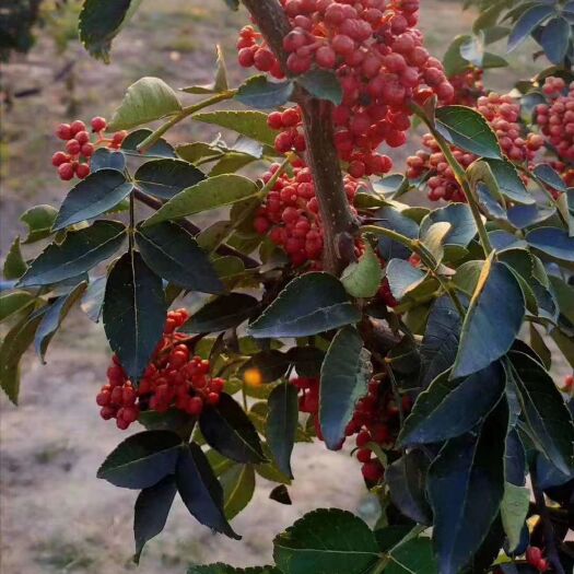 西安大红袍花椒 一级 干花椒