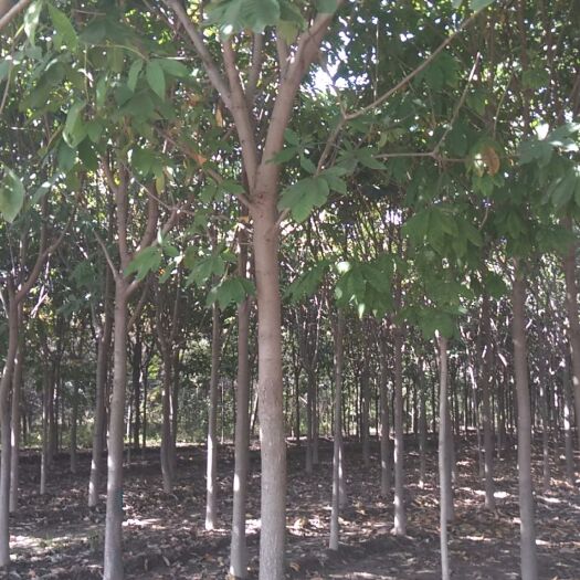 周至县8公分七叶树杆直冠圆