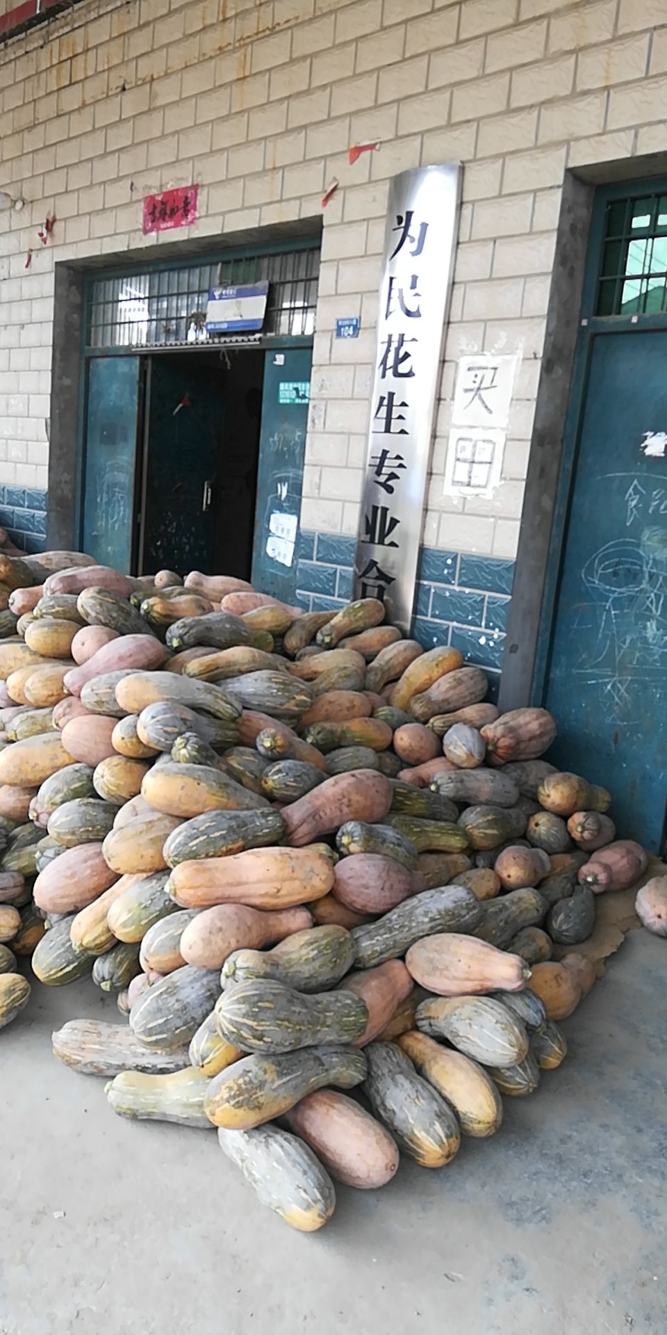 养殖南瓜，八成黄密本南瓜大量供应