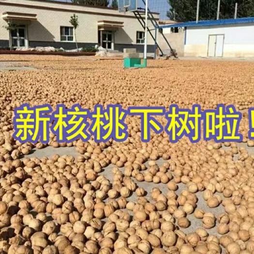 石楼县果薄皮纸皮核桃，头茬新货新核桃下树
