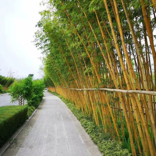 沭阳县 黄金竹 多个尺寸都有