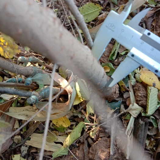 凌源市 白榆树苗二年生大量出售