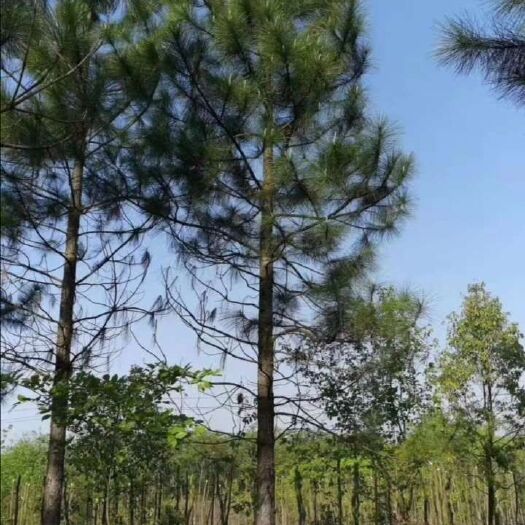 九江湿地松树苗 15公分湿地松供应 14公分湿地松 10公分湿地松 12公分