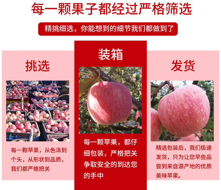 阿克苏红旗坡冰糖心苹果产地直销，落地配、整车批发，一件代发