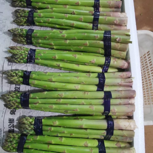 騰沖市綠蘆筍  昆明特大筍