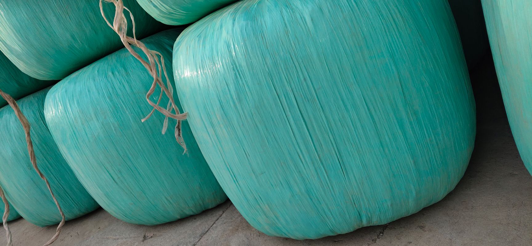 全株玉米青贮 全株青贮玉米