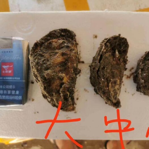 诏安县福建生蚝海蛎三倍体   个大肥美