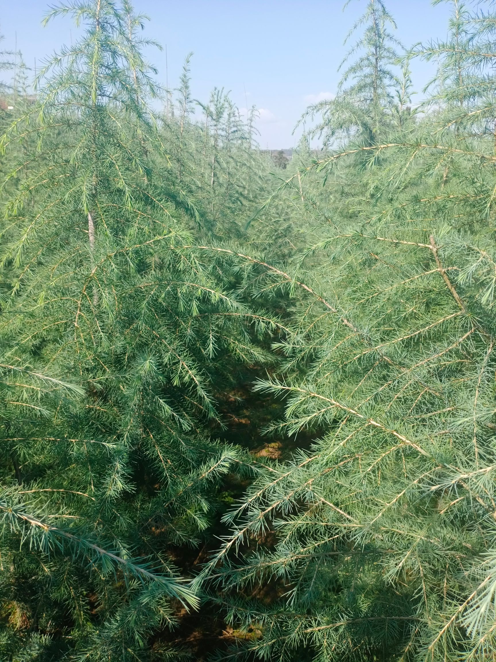 喜马拉雅雪松