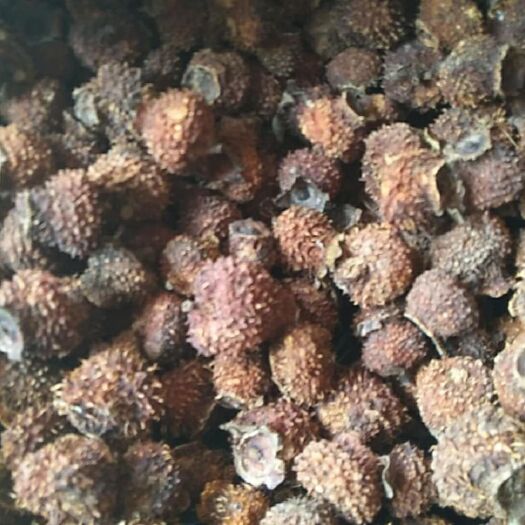 大英县金刺梨  野生刺梨干果