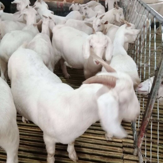 嘉祥县长年出栏美国白山羊，种羊，繁殖羊，怀孕母羊。