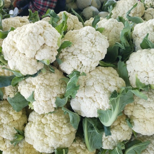 通许县（热卖）精品白面青梗松花菜批发市场在哪儿今日市场批发多钱一