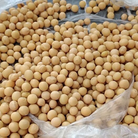 嫩江市有机黄豆  精品大豆过塔高蛋白蛋白40水分低