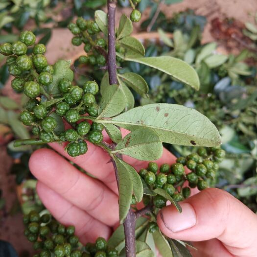 昭通青花椒 一级 干花椒 