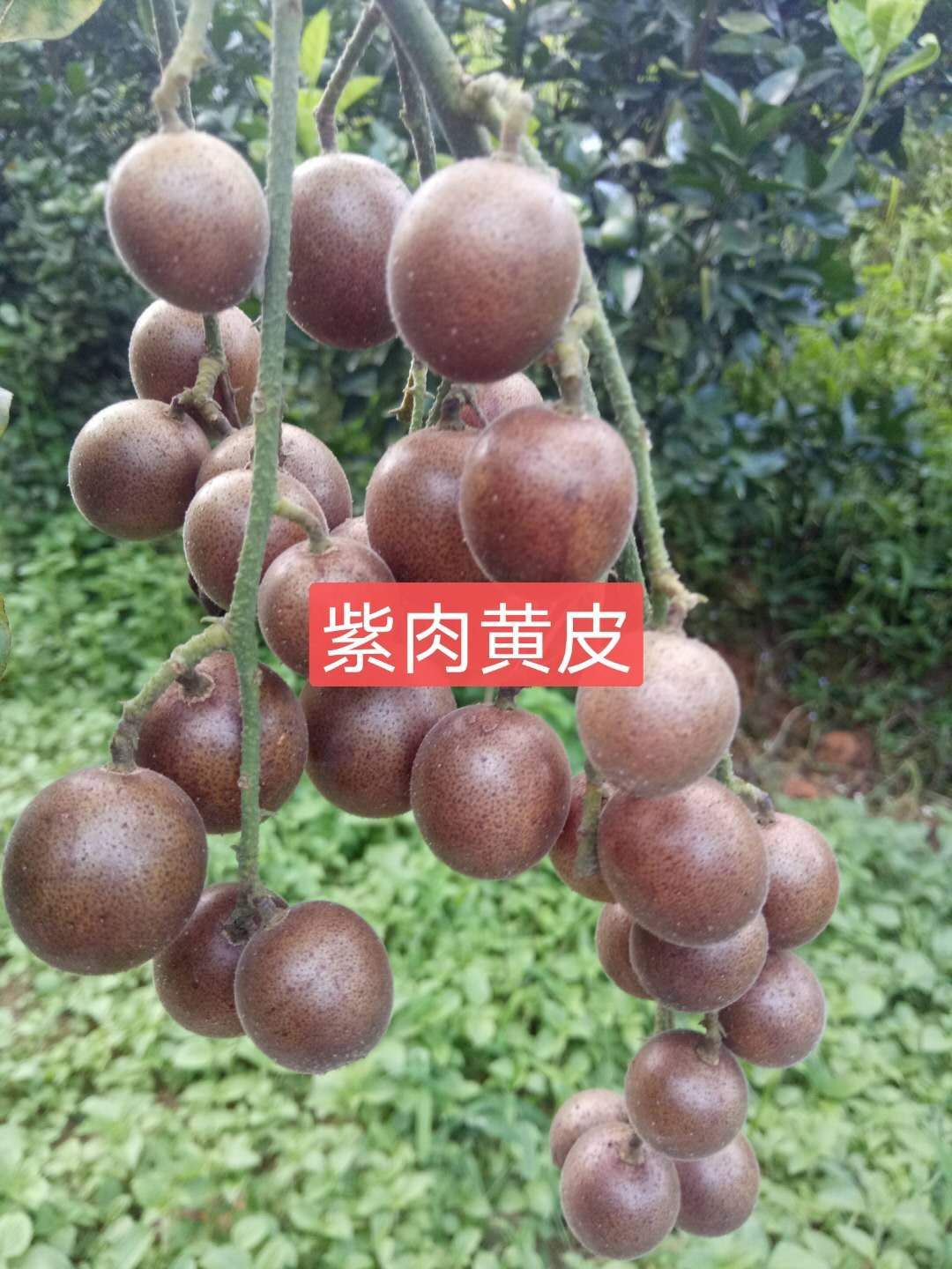 黄皮果苗  紫肉黄皮苗