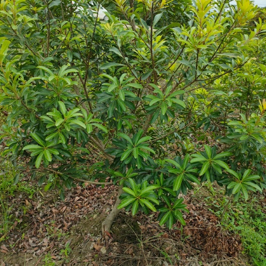 兰溪市大黑炭杨梅树苗 
