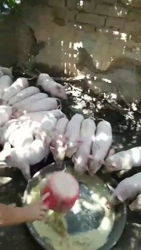 连南县三元仔猪  猪苗，外三猪苗