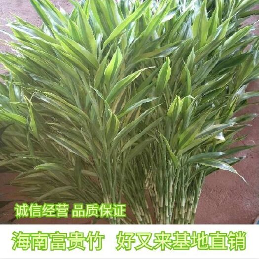 海口富贵竹  海南金鞭竹，精品货源长期供应