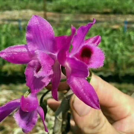  红花石斛（桩植苗）