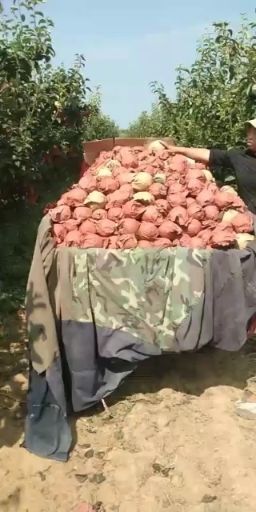 唐河县晚秋黄梨 欢迎深加工老板们前来联系，量大从优！