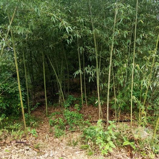 邻水县斑竹苗