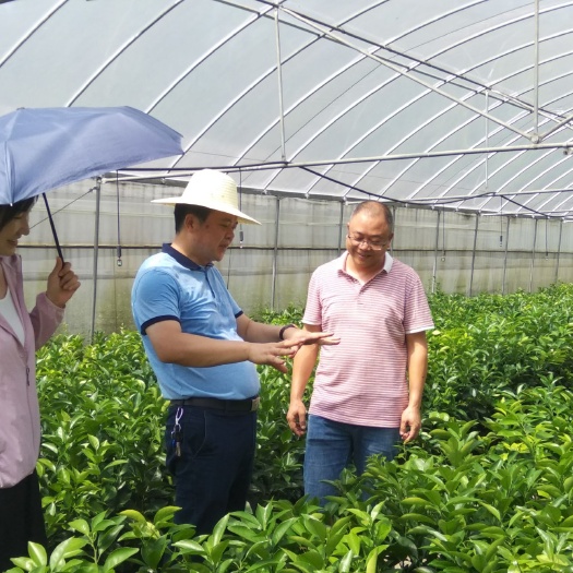 安化县纽荷尔脐橙苗 杯苗袋苗 0.5~1米 
