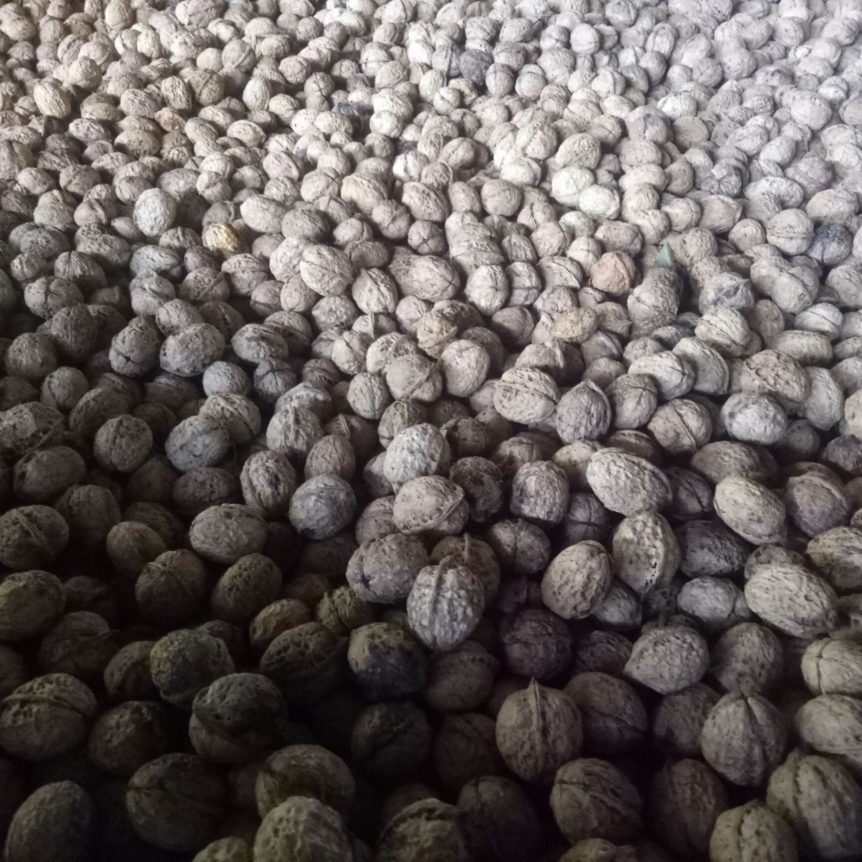 薄皮核桃 云南大理祥云纸皮核桃，核桃仁