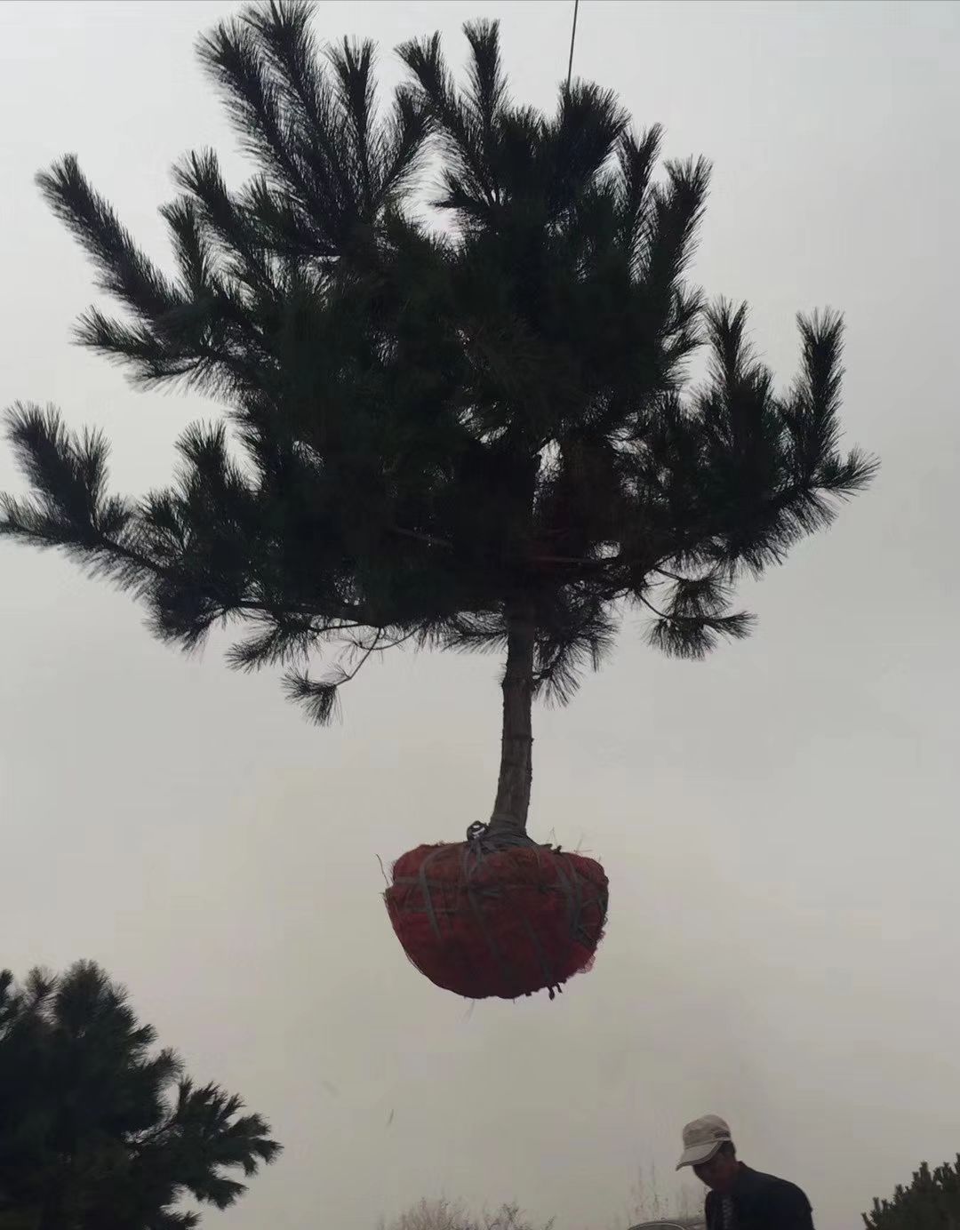  黑松