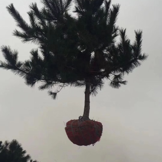  黑松