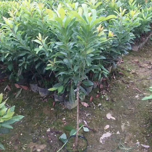 灵山县东魁杨梅树苗