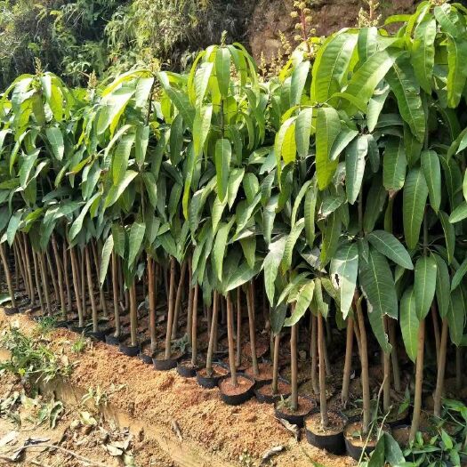 灵山县金煌芒果苗  金煌贵妃台农桂七四季芒果苗