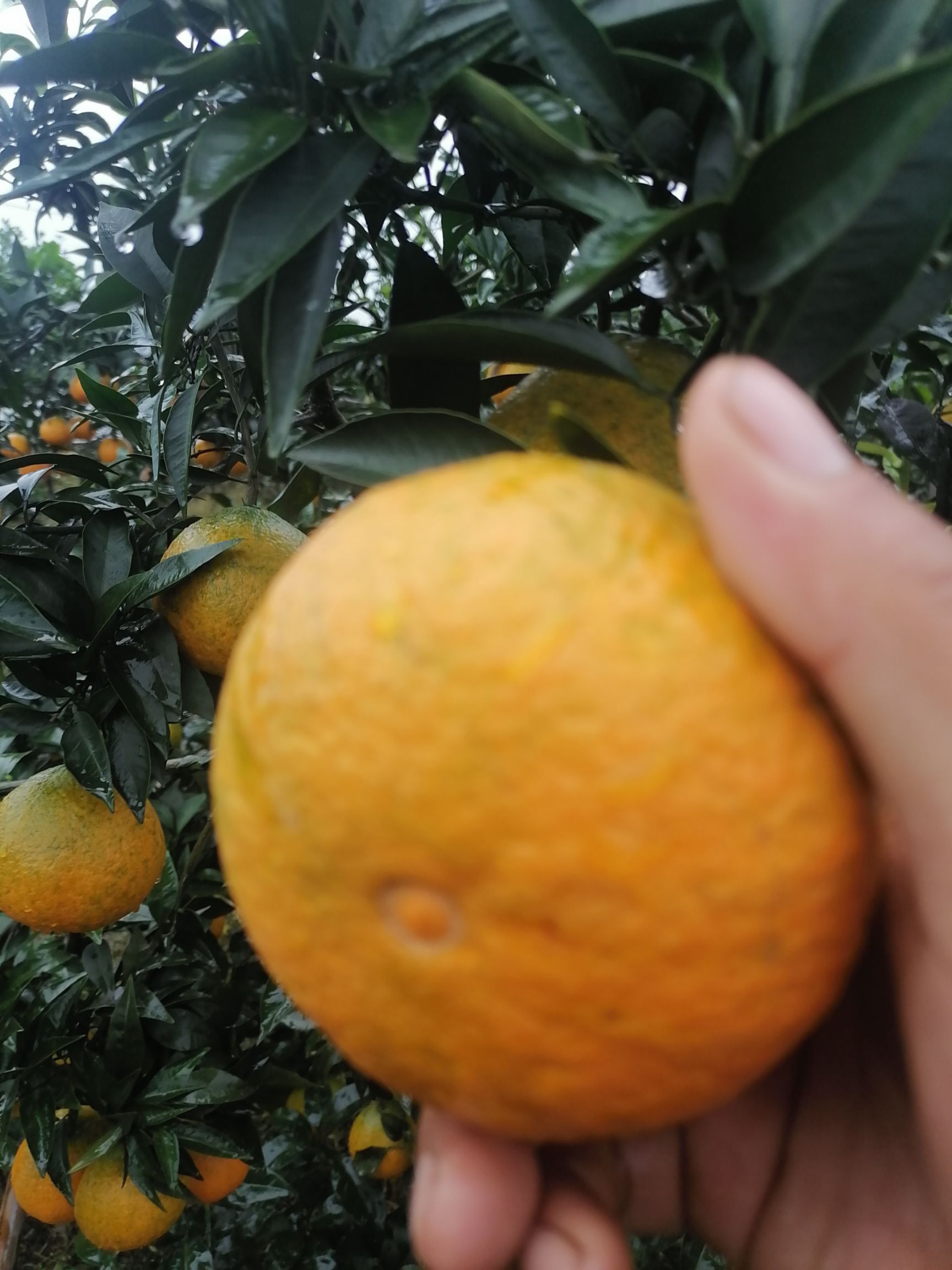 爱媛橙  眉山爱媛果冻橙