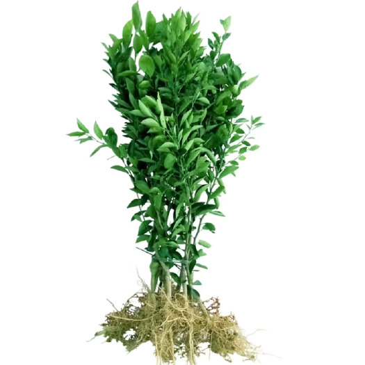 灵山县皇帝柑苗 沃甘