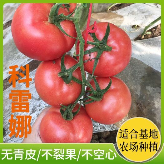 寿光市粉果番茄种子  科蕾娜深粉大果番茄种子早熟性好、收顶好