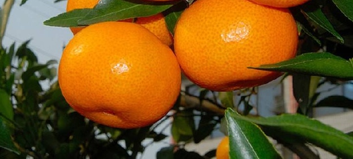 长沙脆蜜金桔  特早橘子