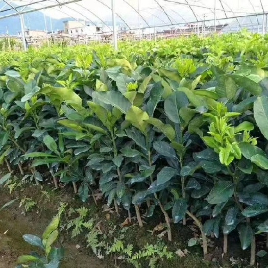 灵山县三红蜜柚苗