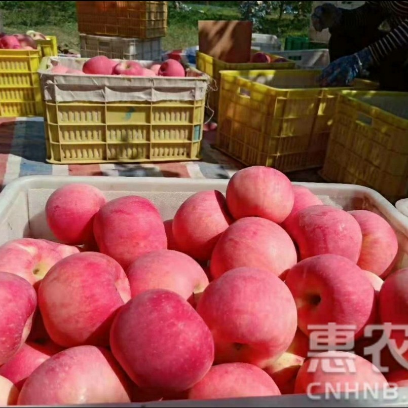 红富士苹果 【洛川县扶贫项目】陕西延安洛川新鲜红富士脆甜苹果
