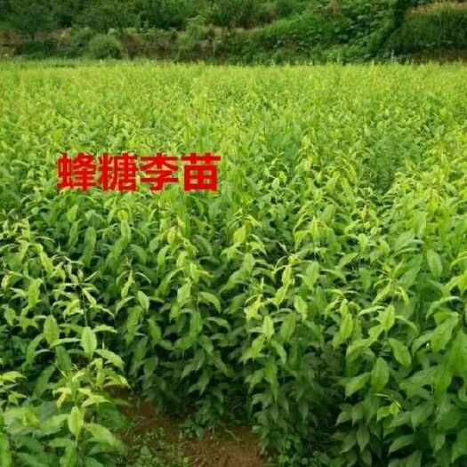 镇宁县蜂糖李树苗  蜂糖李果苗，原产地直销，假一赔十，产地镇宁县六马镇弄袍村，