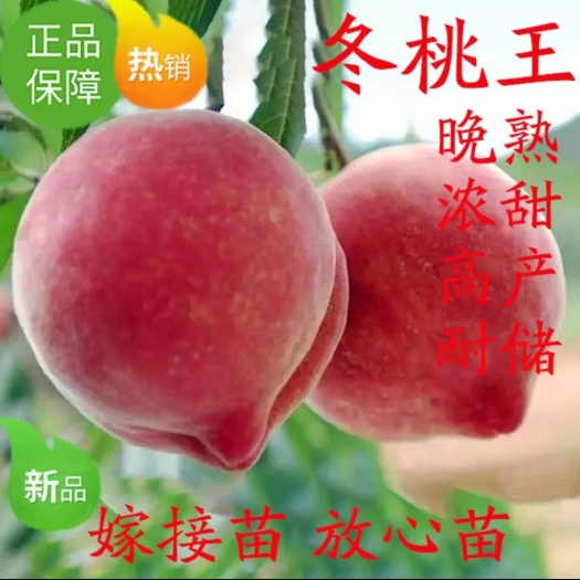 平邑县冬桃苗  桃树苗脆冬桃巨型冬桃树苗 桃子树苗水蜜桃脆桃树苗