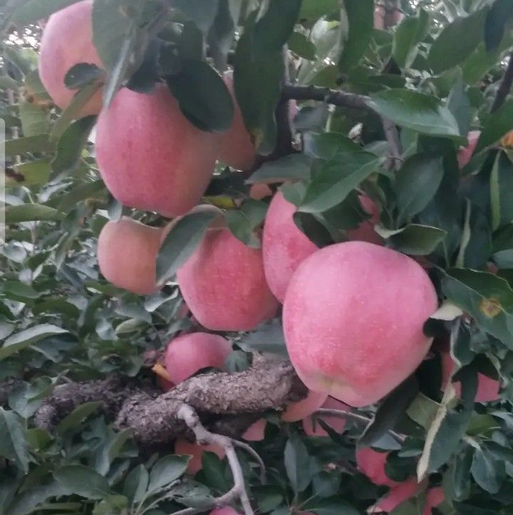 红富士苹果  砀山各种苹果大量上市，色泽好，货源多，糖度高，